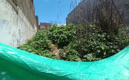 Terrenos baldíos: habrá severas sanciones por impacto ambiental y sanitario