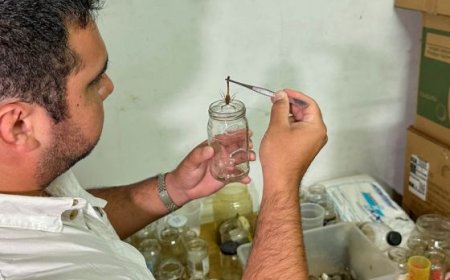Solicitan aportar alacranes vivos para elaboración de suero antiescorpiónico