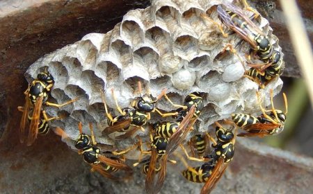 CHACO - Un hombre de 74 años murió tras ser atacado por avispas en su casa