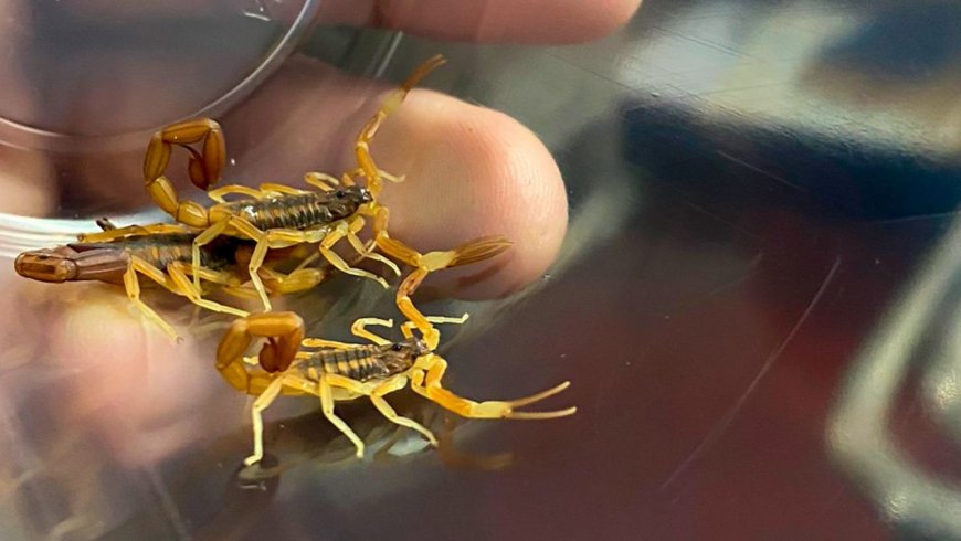 Salta hizo un segundo envío de alacranes al Instituto Malbrán para elaborar antídoto