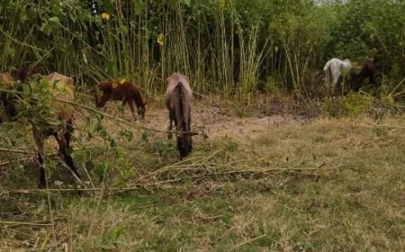 ALERTA - Preocupación por el mal estado de los caballos de la División Caballeria de la policía de Salta