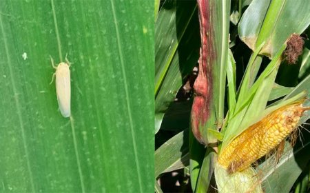 Chicharrita del maíz: se conformó el Comité de Crisis provincial