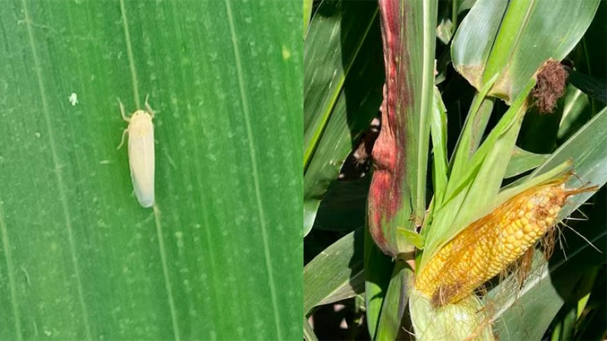 Chicharrita del maíz: se conformó el Comité de Crisis provincial