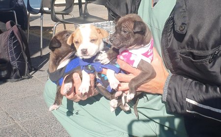 ADOPTA UN PERRITO - El municipio realiza una Jornada de Adopción en el Alto Noa Shopping