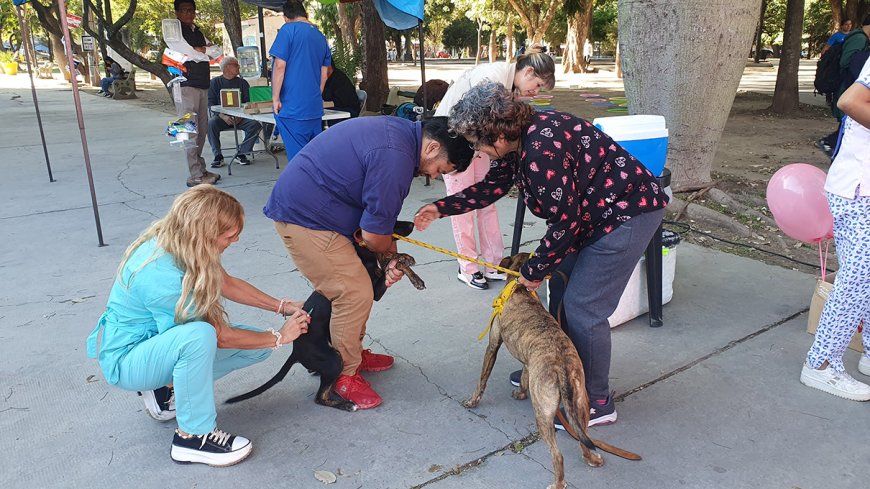 Así será el cronograma de vacunación antirrábica la próxima semana