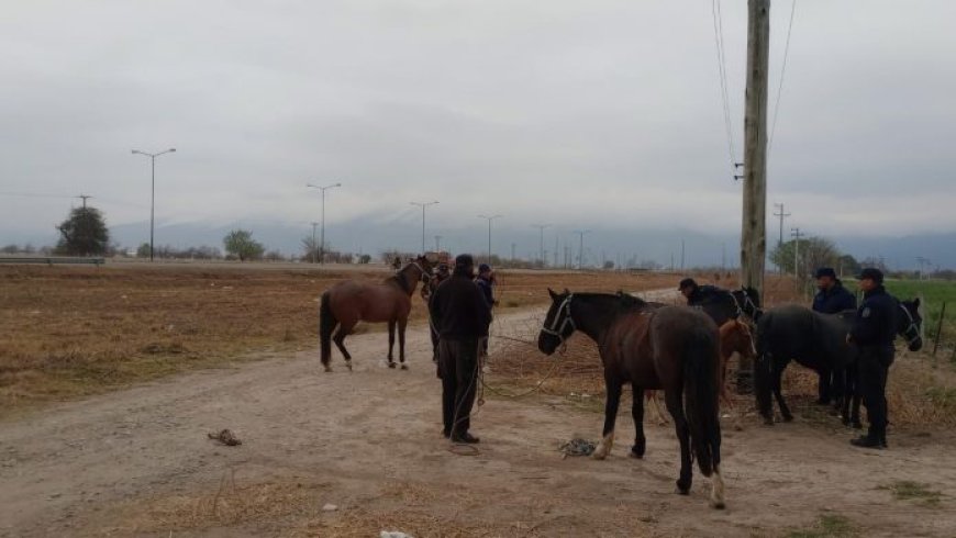 UNIDADES ESPECIALES - La División Caballería incautó 14 animales sueltos en diferentes puntos de Capital