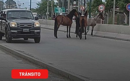 CUIDADO - Animales Sueltos en Ruta 26
