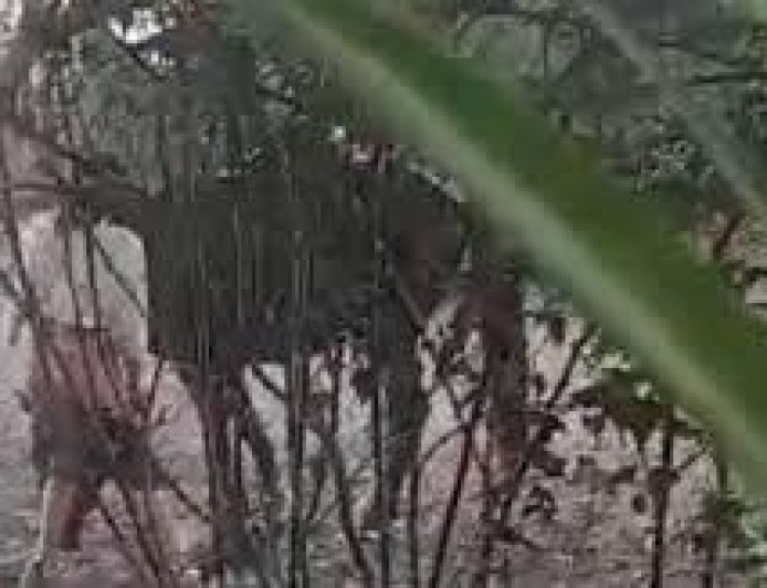 HORROR EN QUIJANO  - Una mujer desnuda abusó de una yegua preñada