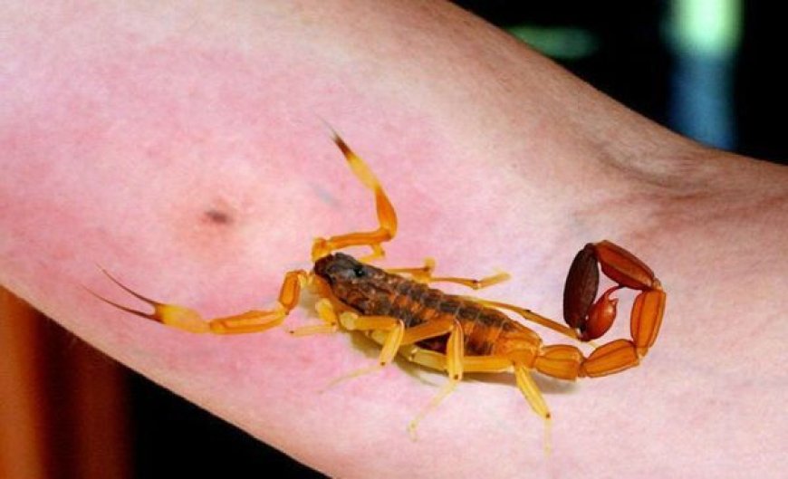 CUIDADO - Una beba de un año murió tras ser picada por un alacrán en Formosa