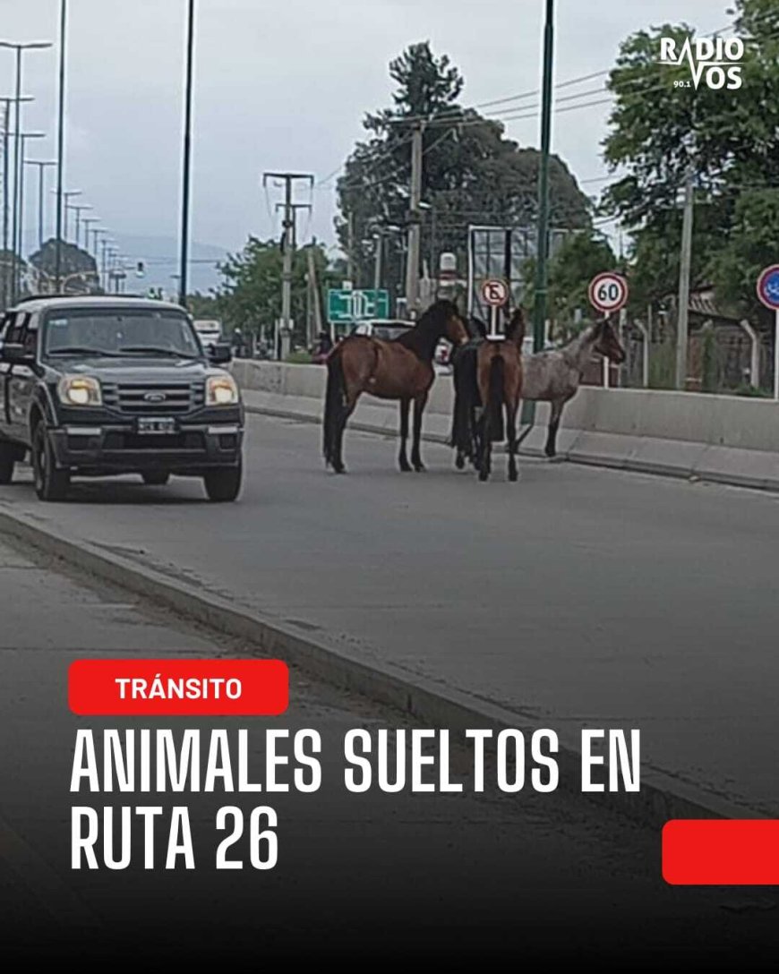 CUIDADO - Animales Sueltos en Ruta 26