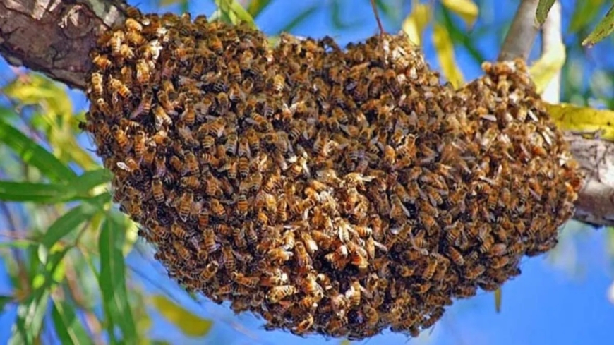 ABEJAS - Recomendaciones ante la aparición de enjambres en viviendas o zonas públicas