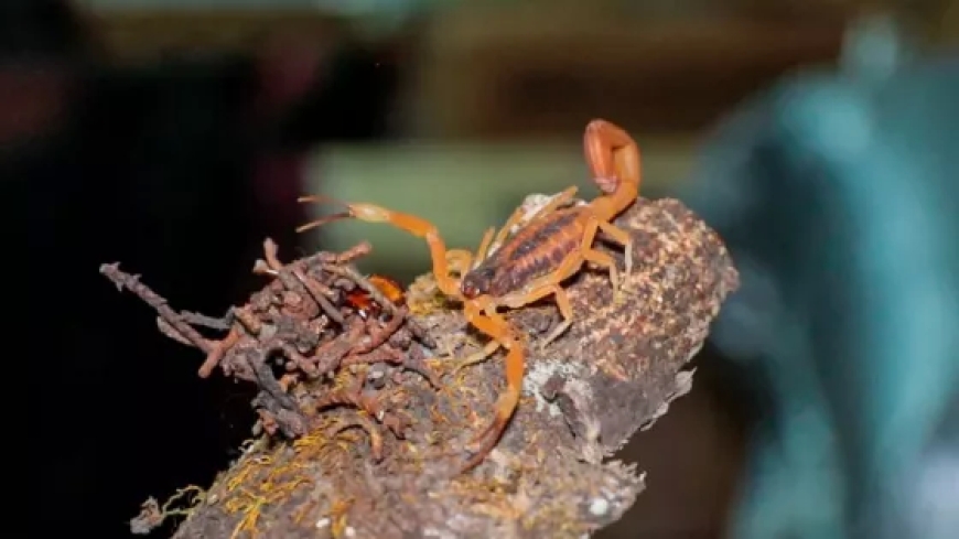 ALACRANES  - Más de 600 casos de alacranismo en la provincia