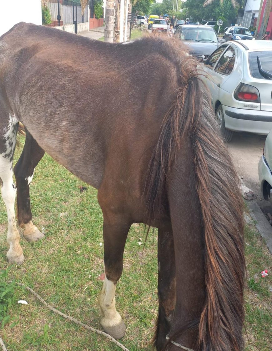 Imputarán a una mujer acusada de maltratar a una potranca que murió