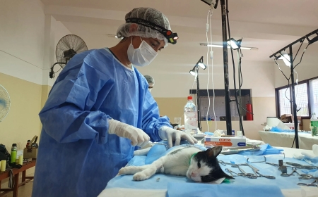 Este viernes habrá una castración masiva en el barrio 20 de Febrero