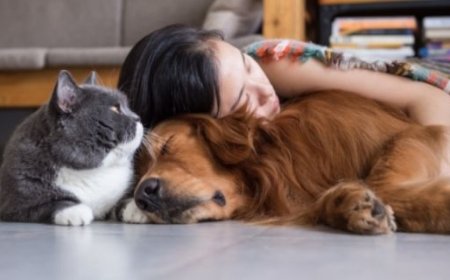 Día del Animal: por qué se celebra cada 29 de abril en la Argentina y cuál es su origen