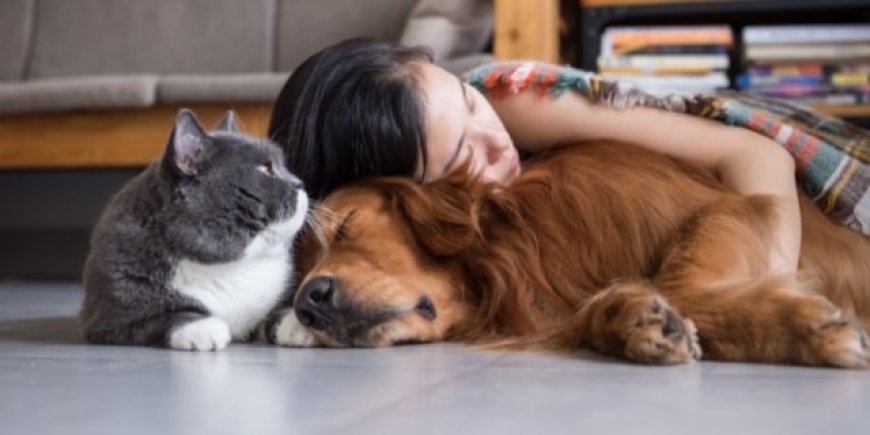 Día del Animal: por qué se celebra cada 29 de abril en la Argentina y cuál es su origen