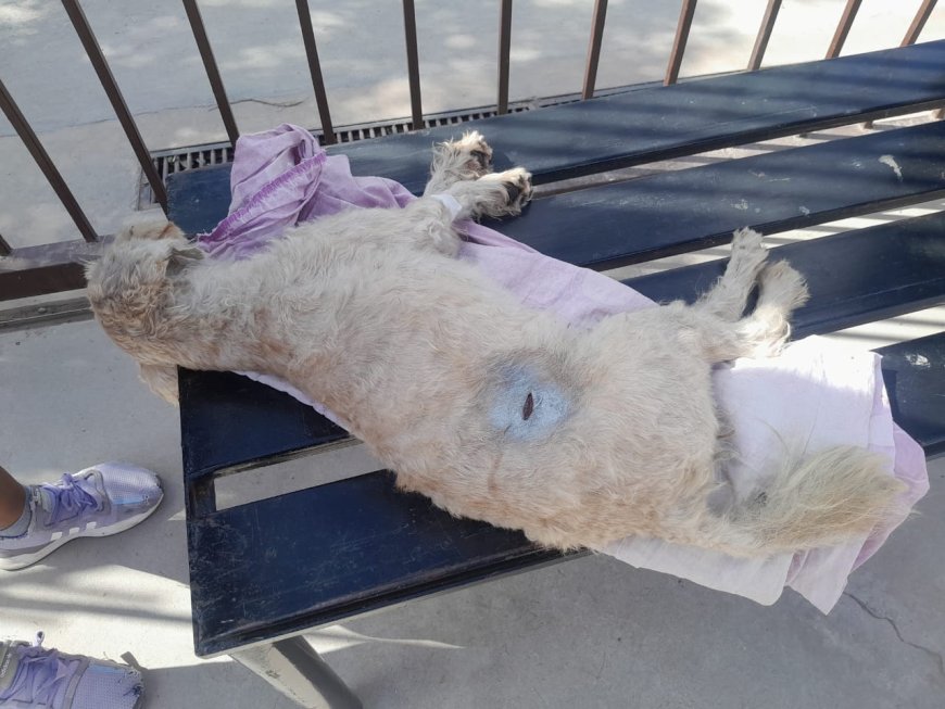 HORROR –Un hombre con problemas de adicción apuñalo a un pobre perrito