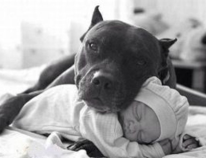 Importancia de conocer y educar adecuadamente a perros de gran tamaño