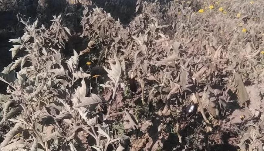 JUJUY - Cultivos con pérdidas por las heladas
