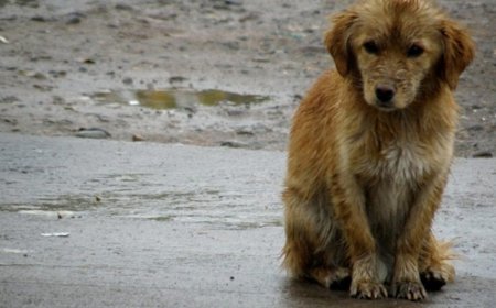 Ola polar: veterinarios advierten que los perros no deben dormir a la intemperie