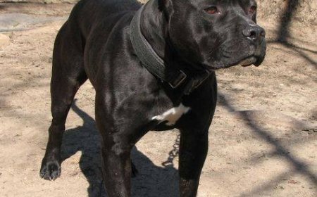  HORROR EN BARRIO SIGLO XXI: PITBULL ATACÓ A UN NIÑO DE CINCO AÑOS Y LE RECONSTRUYERON LA PIERNA