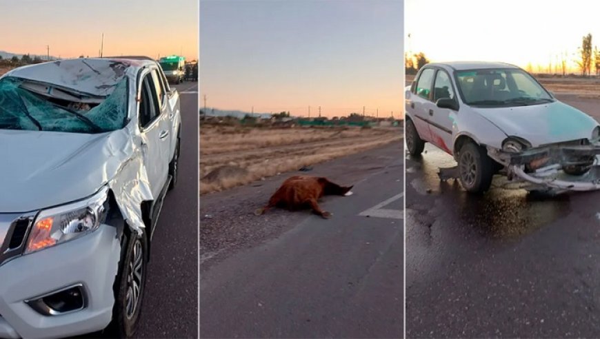 Grave accidente en Circunvalación Oeste: una camioneta atropelló a un caballo suelto