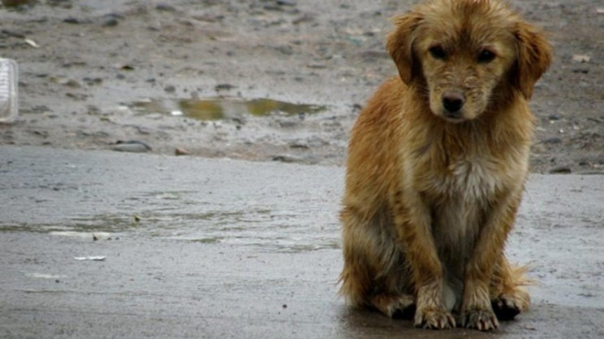 Ola polar: veterinarios advierten que los perros no deben dormir a la intemperie