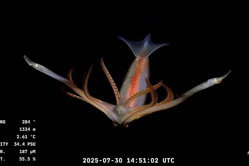 CONICET - La estrella de mar, el presidente de Argentina y el frenesí submarino