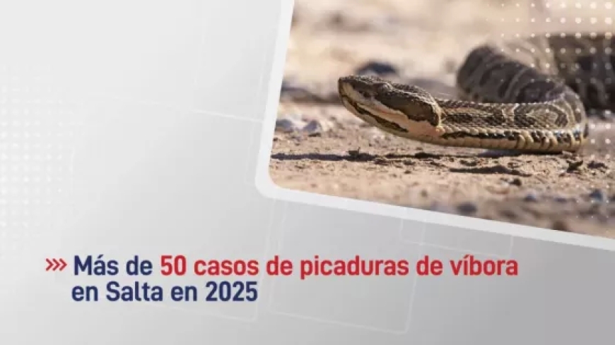 Más de 50 casos notificados de picaduras de víbora en la provincia
