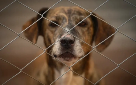 Guillermo Alcoba desmintió denuncias por maltrato animal y anunció acciones legales