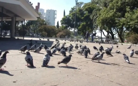 NACIONALES Santa Fe busca declarar "plaga" a las palomas