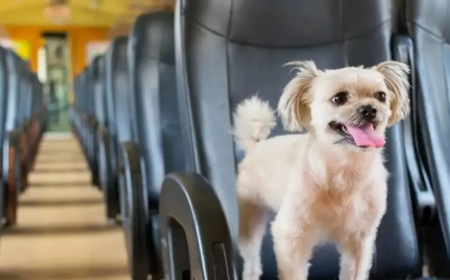 URGENTE  -  Se podrá viajar con mascotas en trenes y micros de larga distancia