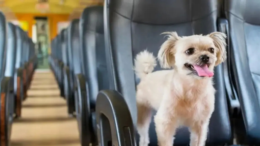 URGENTE  -  Se podrá viajar con mascotas en trenes y micros de larga distancia