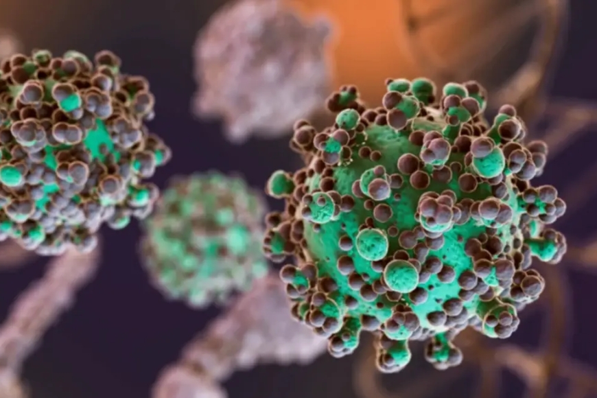Hantavirus: se identificaron 3 nuevos casos en Argentina
