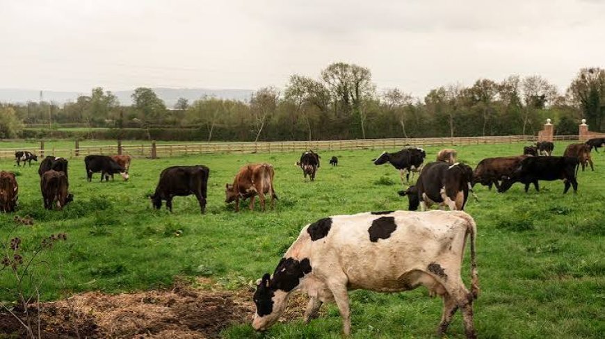 CRISIS - La faena de vacas tuvo el peor primer semestre de la última década