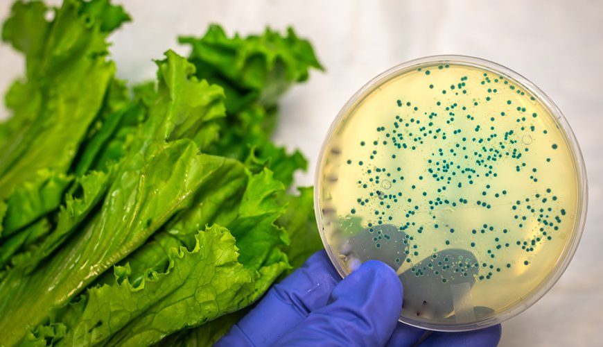 Todo lo que hay que saber sobre ciclosporiasis, la infección intestinal vinculada a la lechuga contaminada