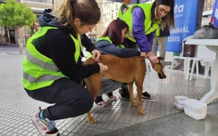 El Municipio resguardó a 35 perros que quedaron en la ciudad tras las peregrinaciones