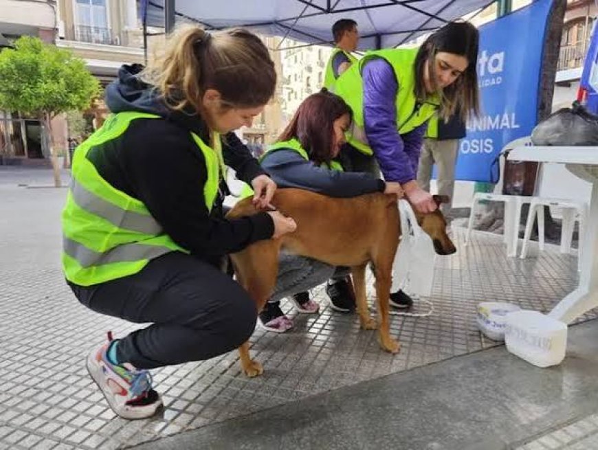 El Municipio resguardó a 35 perros que quedaron en la ciudad tras las peregrinaciones
